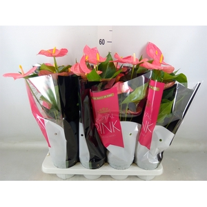 Anthurium andr. 'Colorado'