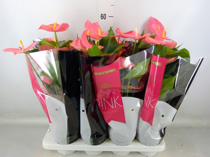 <h4>Anthurium andr. 'Colorado'</h4>