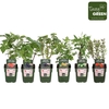 Fruitbomen en -heesters ov