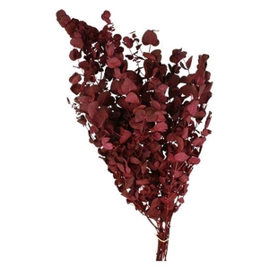 Bunch Eucalyptus 125gr Slv L70