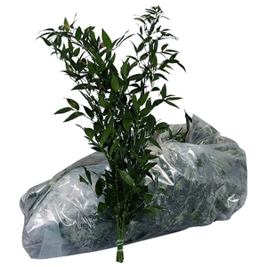 Ruscus Zak