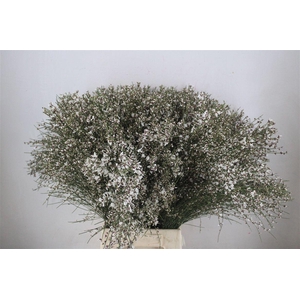Ginster 400gr White P Bunch