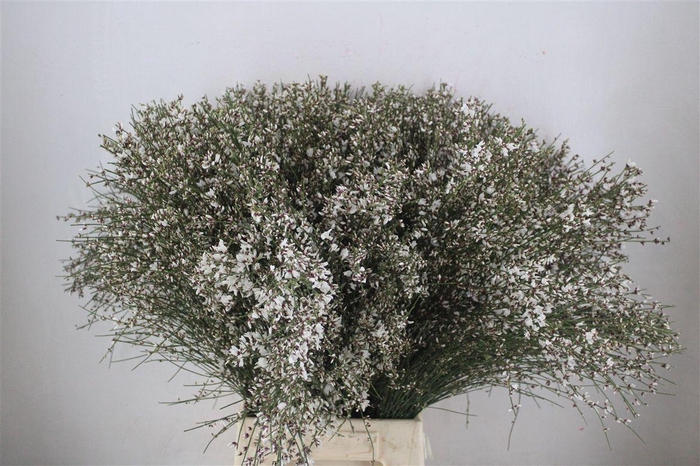 <h4>Ginster 400gr White P Bunch</h4>