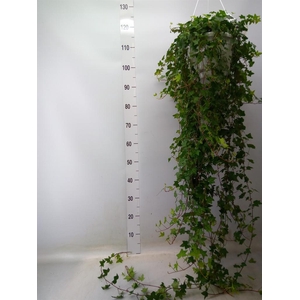 Hedera helix 'Pittsburgh'