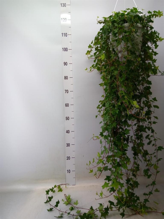 <h4>Hedera helix 'Pittsburgh'</h4>