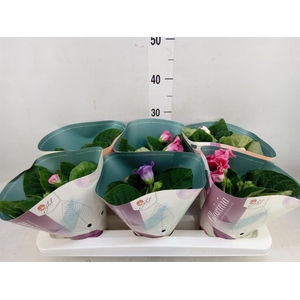 Sinningia  'Brocade'   ...mix