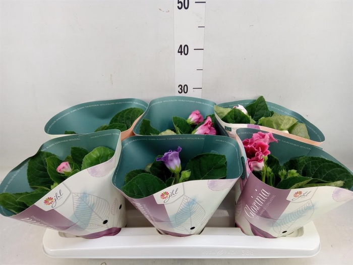 <h4>Sinningia  'Brocade'   ...mix</h4>