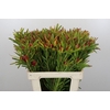 Leucadendron Ayoba Cherry Pearl
