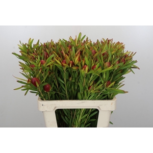 Leucadendron Ayoba Cherry Pearl