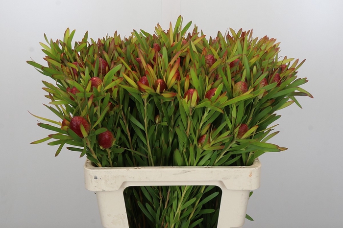 Leucadendron Ayoba Cherry Pearl