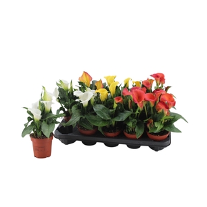 Zantedeschia gemengd