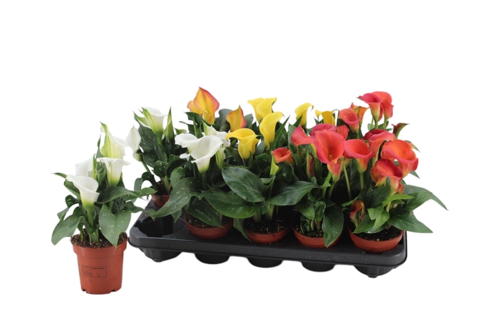 <h4>Zantedeschia gemengd</h4>