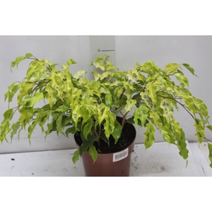 FICUS MONIQUE GOLDEN P17