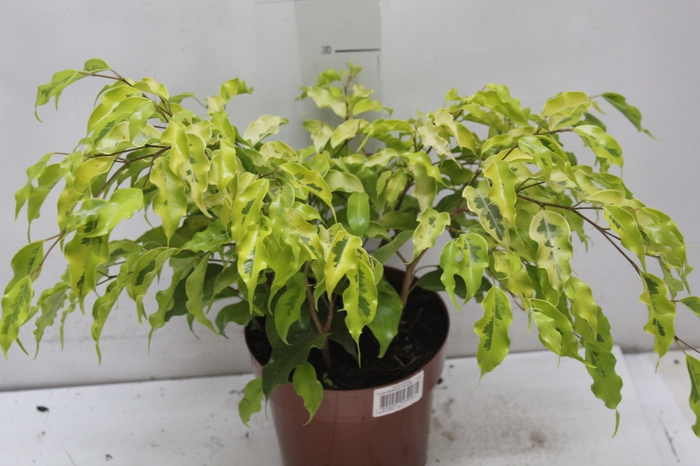 <h4>FICUS MONIQUE GOLDEN P17</h4>
