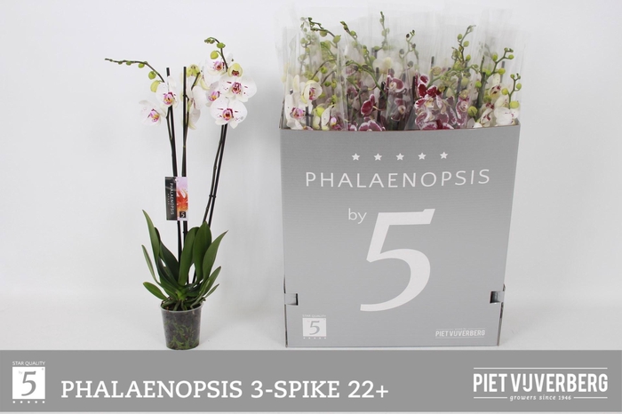 <h4>PHAL OV WIT</h4>