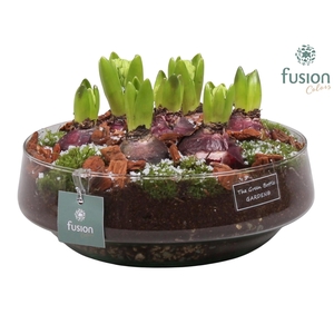 Green Bottle Iris Large met Hyacinten