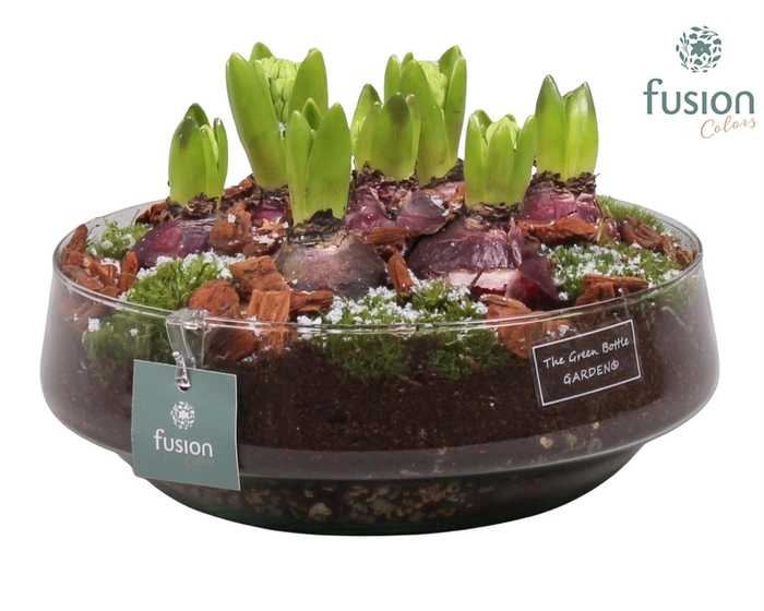 <h4>Green Bottle Iris Large met Hyacinten</h4>