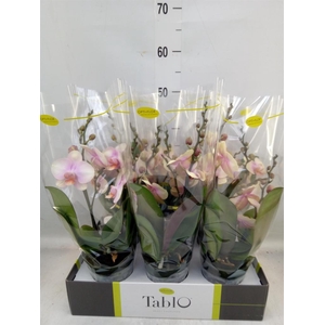 Phalaenopsis   ...yellow