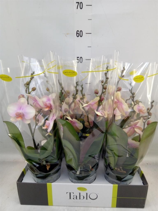 <h4>Phalaenopsis ...yellow</h4>