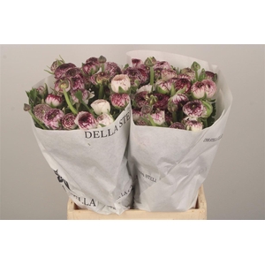 Ran El. White Stripes