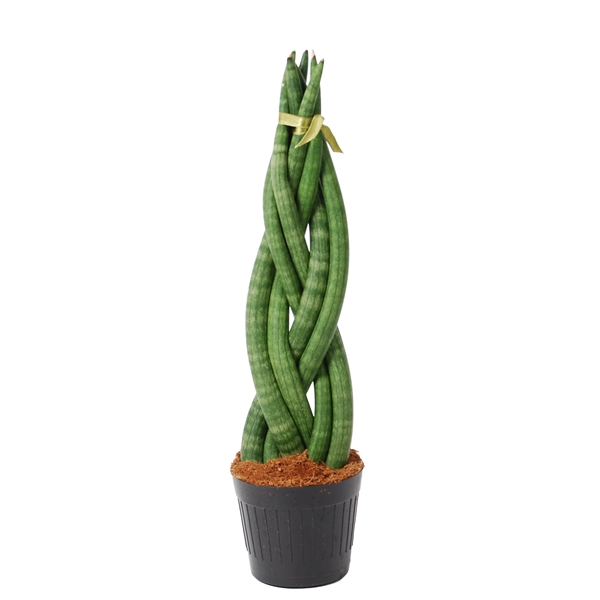 <h4>Sansevieria cylindrica 'Twist'</h4>