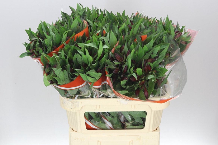 <h4>Alstro Hiphop</h4>