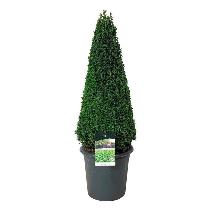 <h4>Buxus sempervirens</h4>