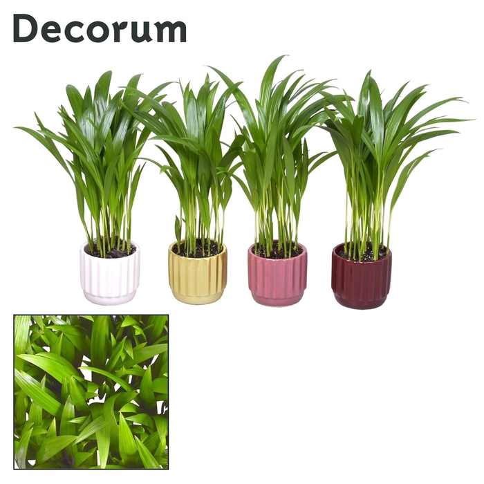 <h4>Collectie Rich Love -Dypsis in pot Liam</h4>