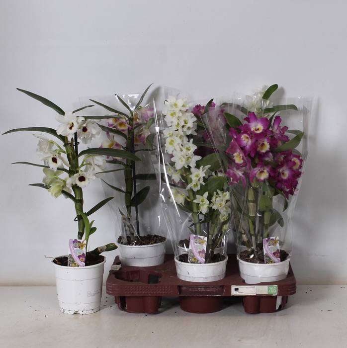 <h4>DEND NOBILE</h4>