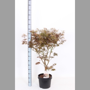 ACER PA JER SCHWARTZ