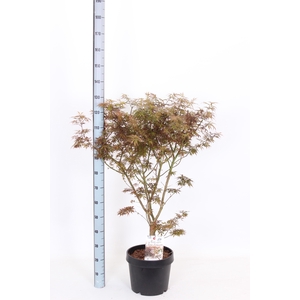 ACER PA JER SCHWARTZ