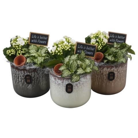<h4>PTIB5194 Arrangement Indoor in keramiek pot</h4>