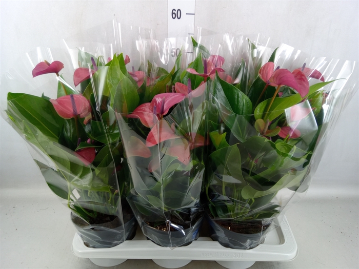 <h4>Anthurium andr. 'Pure Purple'</h4>