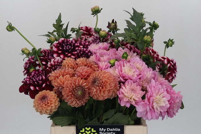 Dahlia Gemengd in fust