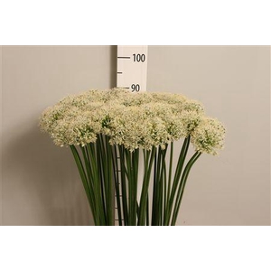 Allium Mount Everest