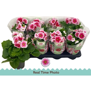 PRIM OB TM RED WHITE