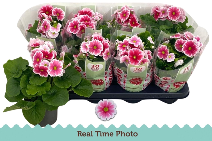 <h4>PRIM OB TM RED WHITE</h4>