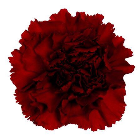 <h4>Dianthus st Toldo</h4>
