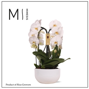 Mimesis Phal. Arrangement Crown White - 4 spike 26cm in Saskia White ceramic