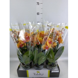 Phalaenopsis   ...orange