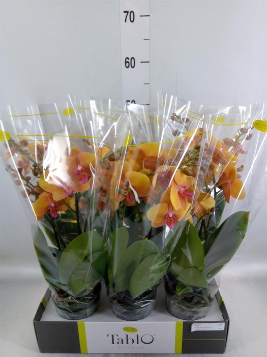 <h4>Phalaenopsis ...orange</h4>