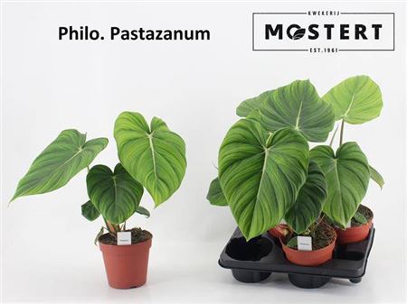 <h4>arr8 Phil Pastazanum</h4>