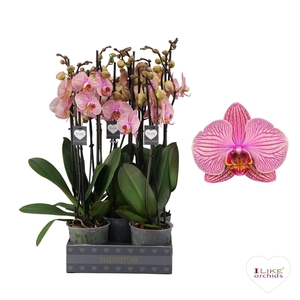 Phalaenopsis Jupiter - 3 tak 70cm