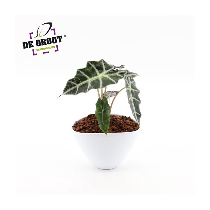 <h4>Arrangement Alocasia in enveloppot</h4>