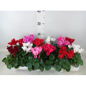 Cyclamen KL 'Verano'