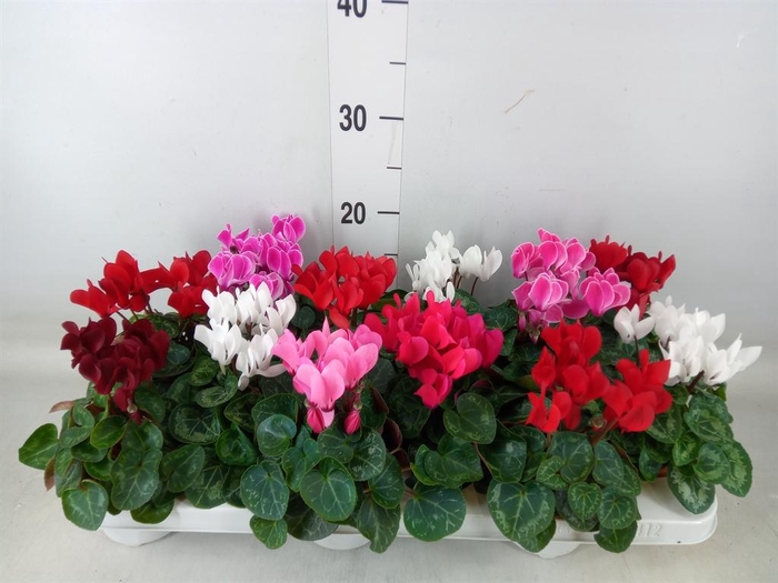 <h4>Cyclamen KL 'Verano'</h4>