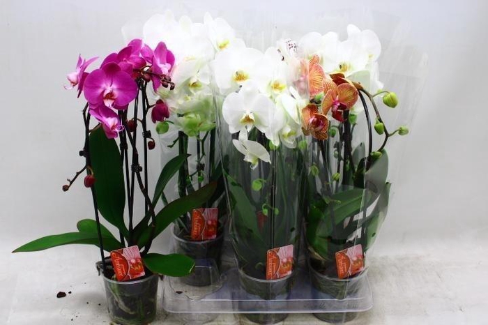 arr8 Phal El Cascade