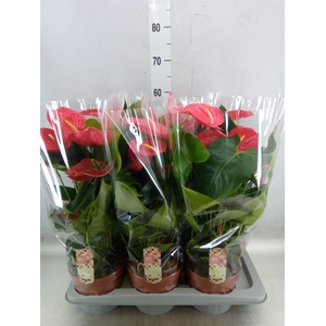 Anthurium andr. 'California'