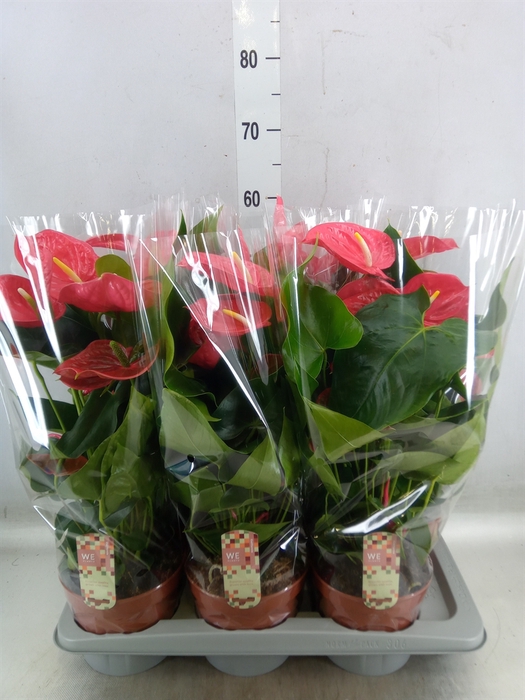 <h4>Anthurium andr. 'California'</h4>