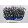 Aster Cassandra